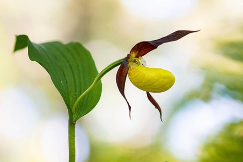 Yellow lady's slipper orchid (Cypripedium calceolus), Leutra, Jena, Thuringia, Germany
