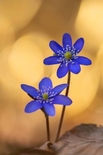 Blooming liverwort (Anemone hepatica) in the forest in spring, early bloomer, Steinhagen,