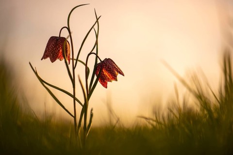 Snake's Head Fritillary (Fritillaria meleagris) in a wet meadow in spring, Berne, Lower Saxony,