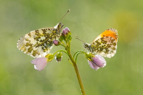 Aurora butterfly (Anthocharis cardamines) on meadow foamwort at sunset in spring, butterfly,