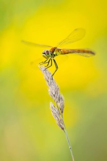 Marsh dragonfly (Sympetrum depressiusculum), Ahlhorn, Lower Saxony, Germany