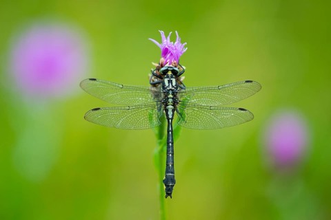 Common Club-tail (Gomphus vulgatissimus), Oldenburger Muensterland, Goldenstedt, Lower Saxony,