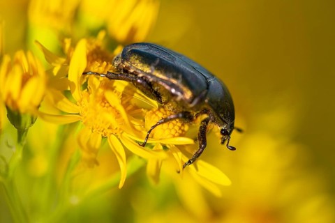 Rose chafer (Cetonia aurata), Ahlhorn, Lower Saxony, Germany