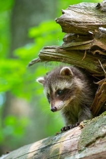 Young raccoon (Procyon lotor) on a discovery tour, Steinhagen, North Rhine-Westphalia, Germany