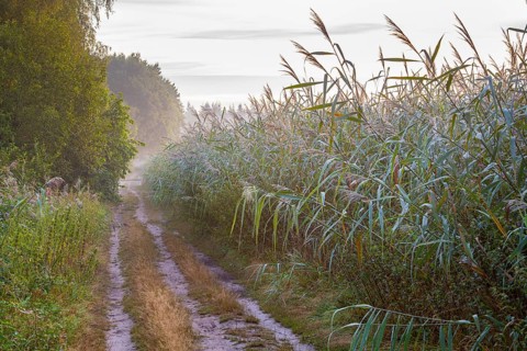 Trail along the reeds at the Ahlhorn fish ponds, Lower Saxony State Forests, Ahlhorn, Lower Saxony,