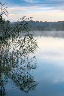 Daybreak with fog at blue hour in the Ahlhorner Fischteiche nature reserve of the Lower Saxony