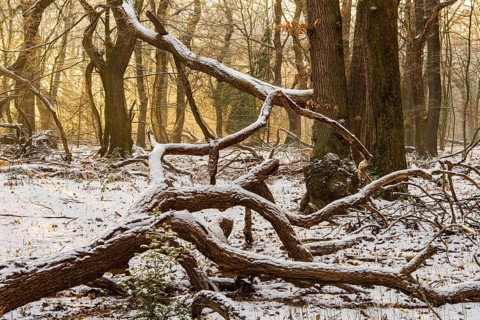 Winter in the jungle tree trail with ancient trees in the Ahlhorner Fischteiche nature reserve,
