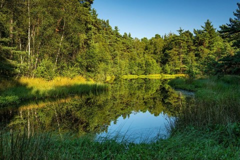 Diana See in the Ahlhorner Fischteiche Nature Reserve, Wildeshausener Geest, Ahlhorn, Lower Saxony,
