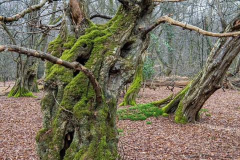 Old trees with dead wood in the Hudewald Urwald tree trail in the Ahlhorner Fischteiche nature