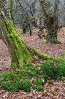 Old trees with dead wood in the Hudewald Urwald tree trail in the Ahlhorner Fischteiche nature