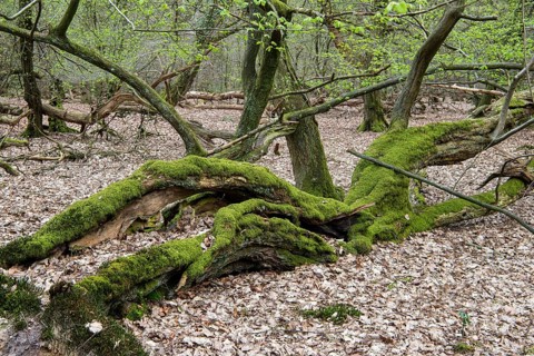 Tree in Hudewald and nature reserve Urwald tree trail in spring, dead wood, Emstek, Lower Saxony,
