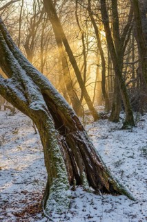 Winter in the jungle tree trail with ancient trees in the Ahlhorner Fischteiche nature reserve,