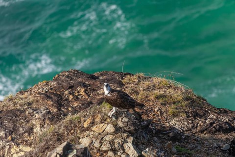 Daytime capture of an osprey holding a fish on rocks at Cape Byron, New South Wales, Australia