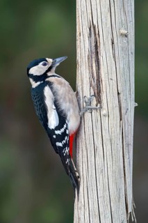 Great spotted woodpecker (Picoides major), on a tree trunk, Jenbach, Tyrol, Austria