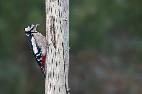 Great spotted woodpecker (Picoides major), on a tree trunk, Jenbach, Tyrol, Austria