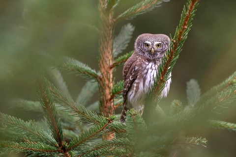 Pygmy Owl (Glaucicium passerinum), sitting on a spruce tree, Pillberg, Pill, Tyrol, Austria