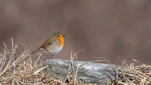 Robin (Erithacus rubecula), sitting on a stone, Terfens, Tyrol, Austria