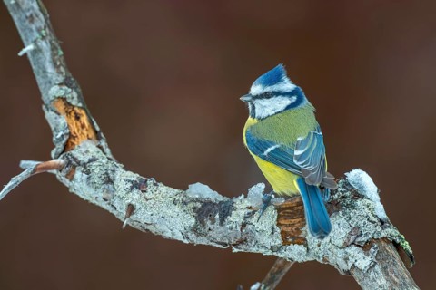 Blue tit (Parus caeruleus), sitting on a branch, Terfens, Tyrol, Austria