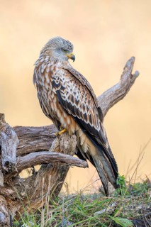 Red kite (Milvus milvus), sitting on dead wood, Münster, Tyrol, Austria
