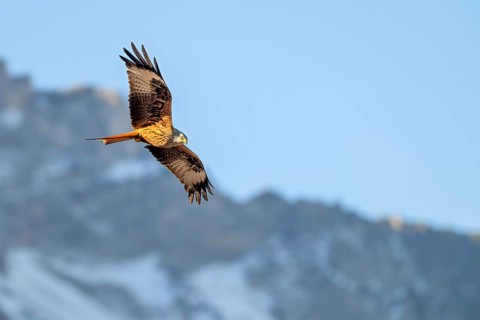 Red kite (Milvus milvus), in flight, Münster, Tyrol, Austria