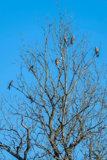 Red kites (Milvus milvus) sitting on a tree, Münster, Tyrol, Austria