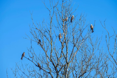 Red kites (Milvus milvus) sitting on a tree, Münster, Tyrol, Austria