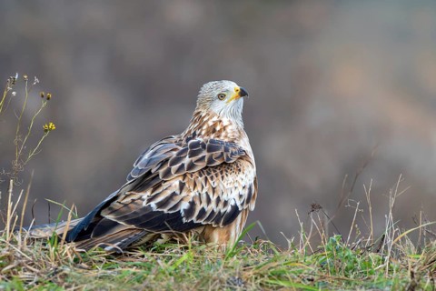Red kite (Milvus milvus), sitting from Ast, Münster, Tyrol, Austria