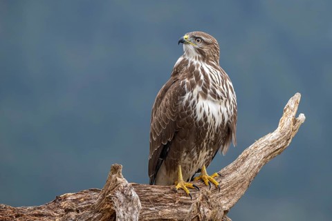Common buzzard (Buteo buteo) sitting on a tree stump, Terfens, Tyrol, Austria