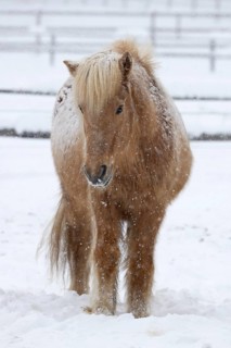 Icelandic horse (Equus islandicus) covered with snow and ice in winter in a snowstorm,