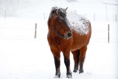Icelandic horse (Equus islandicus) covered with snow and ice in winter in a snowstorm,