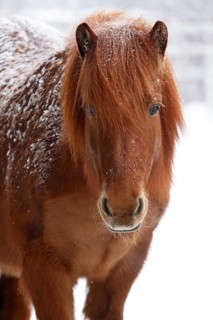 Icelandic horse (Equus islandicus) covered with snow in winter, chestnut mare, Schleswig-Holstein,