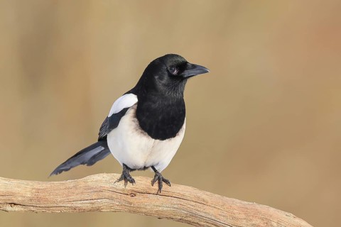 Magpie, (Pica pica) sitting on a branch with black and white feathers, wildlife, corvid, nature