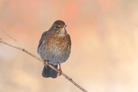 Blackbird (Turdus merula), female, sitting on a thin branch, wildlife, winter, animals, birds,