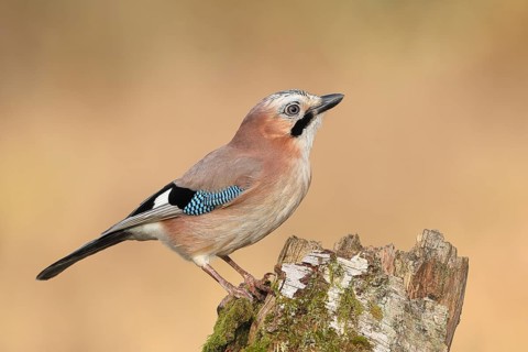 Eurasian Jay (Garrulus glandarius) sitting on a birch overgrown with moss, wildlife, corvid, nature
