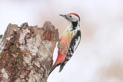 Middle spotted woodpecker (Dendrocopos medius) on an old birch tree overgrown with moss, Wildlife,