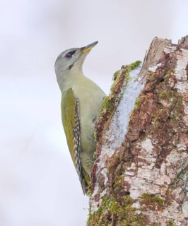 Grey-headed woodpecker (Picus canus), or great spotted woodpecker, female on a birch overgrown with