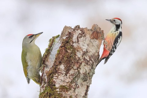 Grey-headed woodpecker (Picus canus), or lesser spotted woodpecker, male and middle spotted