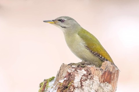 Grey-headed woodpecker (Picus canus), or great spotted woodpecker, female at a birch tree,