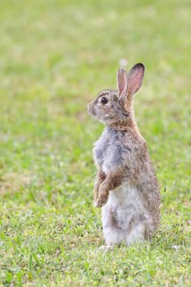 Wild rabbit (Oryctolagus cuniculus), sitting in a meadow, making mate, erect, fully grown, alert,
