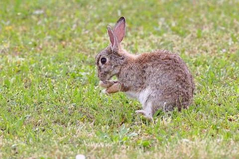 Wild rabbit (Oryctolagus cuniculus), sitting in a meadow and cleaning itself, fully grown, alert,