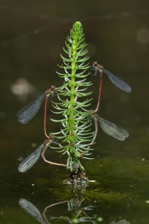 Large red damselfly (Pyrrhosoma nymphula) two pairs of adult insects mating on pond weed in summer,