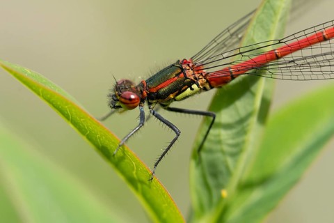 Large red damselfly (Pyrrhosoma nymphula) adult insect resting on a plant leaf in summer, England,