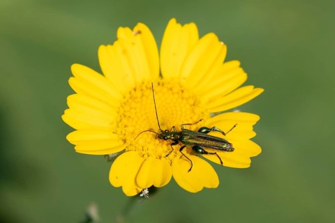 Thick-legged flower beetle (Oedemera nobilis) adult insect on a Corn marigold flower in summer,