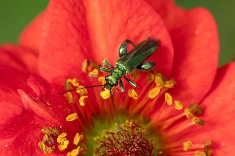 Thick-legged flower beetle (Oedemera nobilis) adult insect on a Geum garden red flower in summer,
