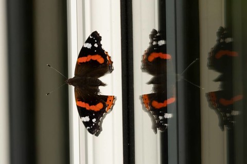 Red admiral butterfly (Vanessa atalanta) adult insect on a house conservatory window frame in