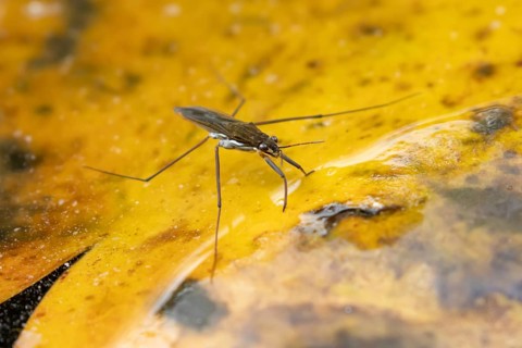 Common pond skater (Gerris lacustris) adult insect on a fallen autumn tree leaf on the water