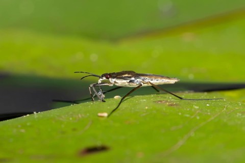 Common pond skater (Gerris lacustris) adult insect feeding on an aphid on a water lily pad or leaf