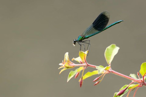Banded demoiselle damselfly (Calopteryx splendens) adult male insect feeding on a Whitefly on a