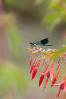 Banded demoiselle damselfly (Calopteryx splendens) adult male insect on a garden flowering Fuchsia