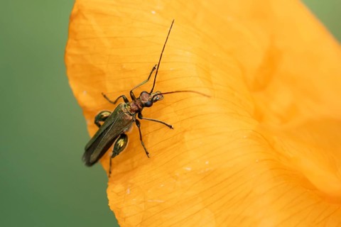 Thick-legged flower beetle (Oedemera nobilis) adult insect on a Spanish orange poppy garden flower